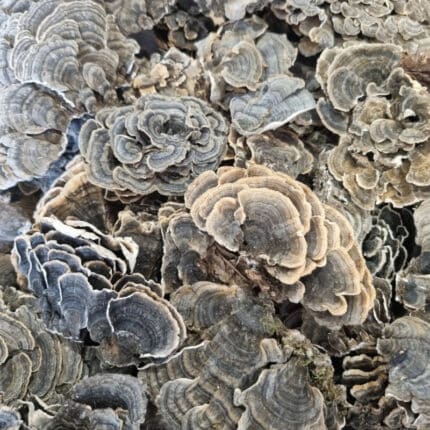 Whole dried turkey tail mushroom