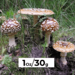 Amanita Regalis Bits and Pieces for art and research purposes. - Image 2