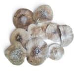 Amanita Pantherina (for art and research purposes)