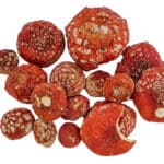 Whole Dried Amanita Muscaria Closed caps (Fly Agaric) For art and research purposes.
